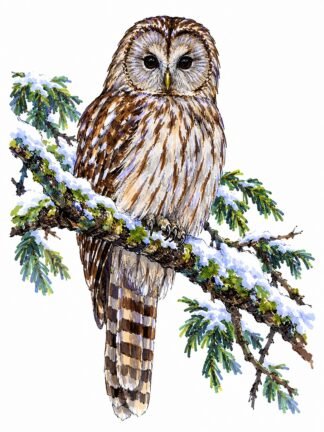 Original Long-tailed Forest Owl in Hokkaido Japan Drawing
