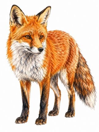 Original A Red Fox in Lifton Devon Drawing