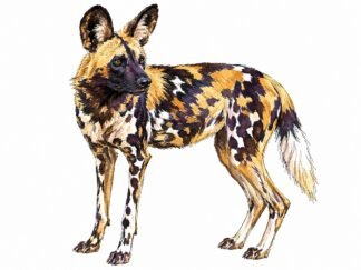 Original African Wild Dog in Kruger National Park South Africa Drawing