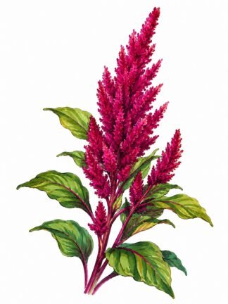 Original Amaranth Drawing