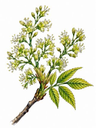 Original American Ash Flower Drawing