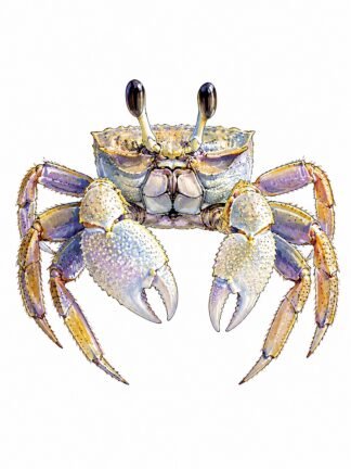 Original Atlantic Ghost Crab Drawing
