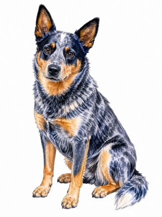 Original Australian Cattle Dog Drawing