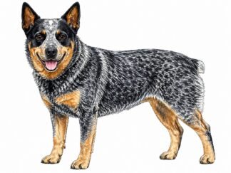Original Australian Stumpy Tail Cattle Dog Drawing