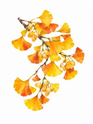 Original Autumn Ginkgo Branch Drawing
