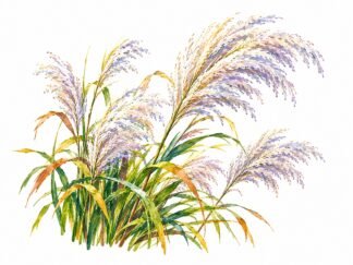 Original Autumn Pampas Grass Drawing