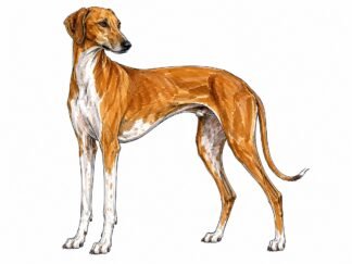 Original Azawakh Dog Drawing