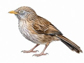Original Babbler Bird Drawing