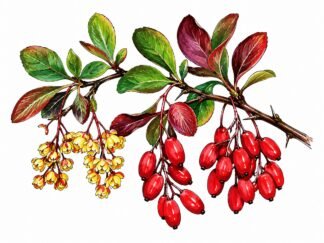 Original Barberry Drawing