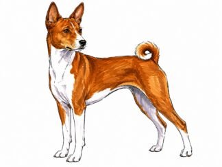 Original Basenji Dog Drawing
