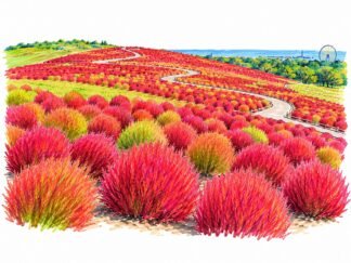 Original Bassia Scoparia Bushes in Hitachi Seaside Park Japan Drawing