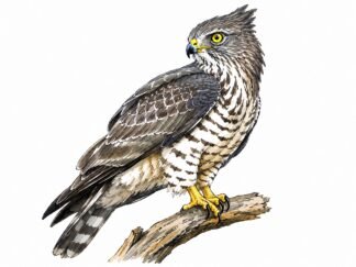 Original Baza Bird Drawing