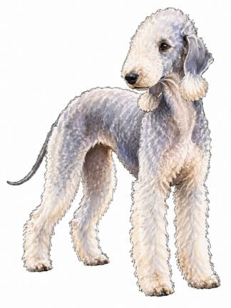 Original Bedlington Terrier Dog Drawing