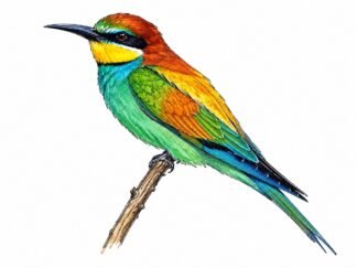 Original Bee-eater Bird Drawing