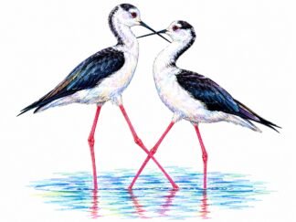 Original Black-winged Stilts Criss-cross Kiss Drawing