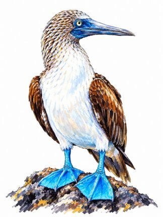 Original Blue-footed Booby Galapagos Islands Ecuador Drawing