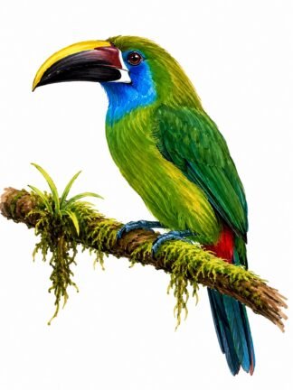 Original Blue-throated Toucanet Los Quetzales National Park Costa Rica Drawing