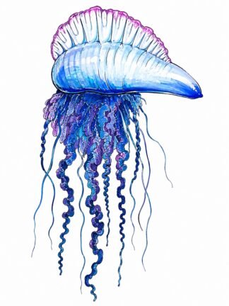 Original Bluebottle Drawing