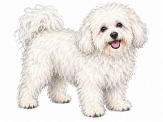 Original Bolognese Dog Drawing