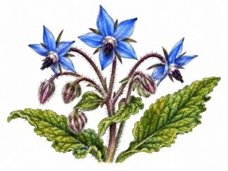 Original Borage Drawing