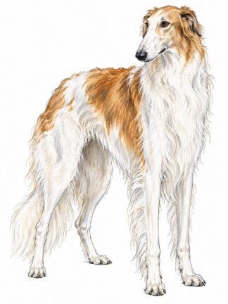Original Borzoi Dog Drawing