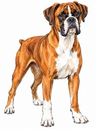 Original Boxer Dog Drawing