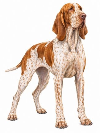 Original Bracco Italiano Dog Drawing