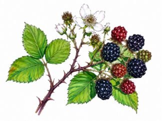 Original Bramble Drawing