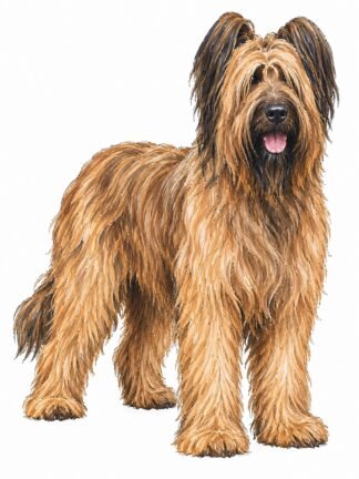 Original Briard Dog Drawing