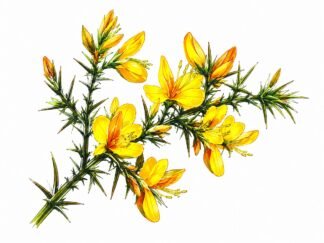 Original Broom Prickly Drawing