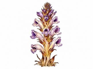 Original Broomrape Drawing