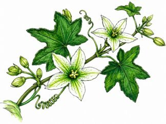 Original Bryony Drawing
