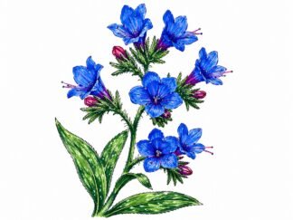 Original Bugloss Drawing