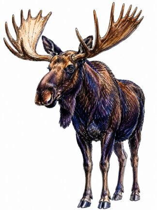 Original Bull Moose Drawing
