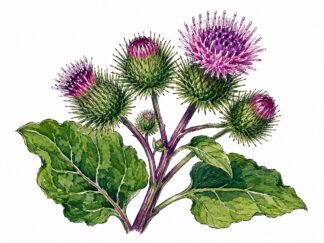 Original Burdock Drawing