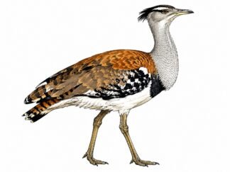 Original Bustard Bird Drawing