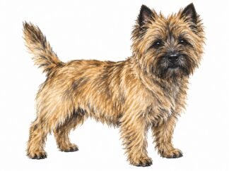 Original Cairn Terrier Dog Drawing