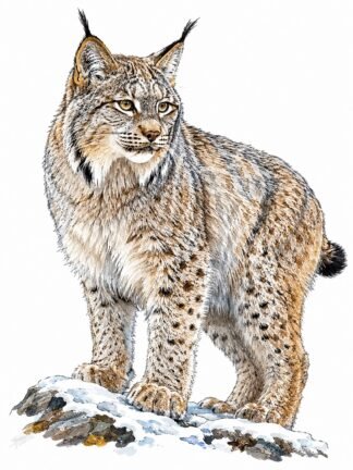 Original Canadian Lynx Denali National Park Alaska USA Drawing