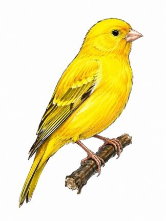 Original Canary Bird Drawing