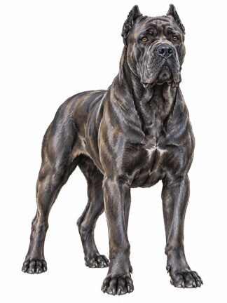 Original Cane Corso Dog Drawing