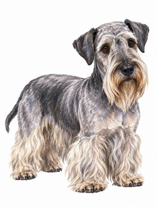 Original Cesky Terrier Dog Drawing