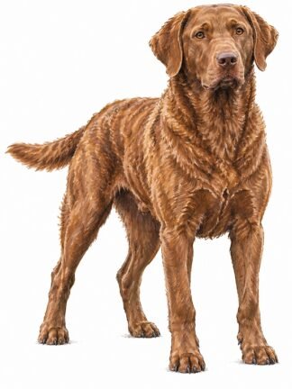 Original Chesapeake Bay Retriever Dog Drawing