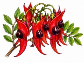 Original Clianthus Drawing
