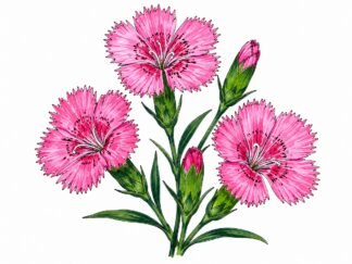 Original Clove Pink Drawing