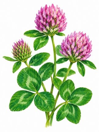 Original Clover Drawing