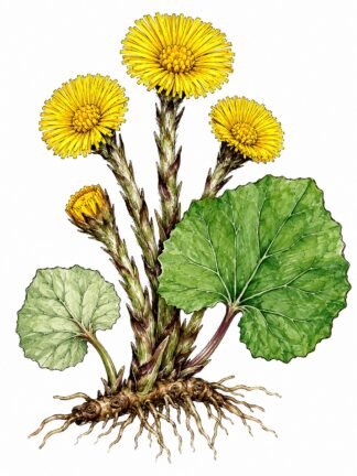 Original Coltsfoot Drawing