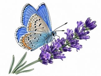 Original Common Blue Butterfly Pollinator on Lavender Drawing