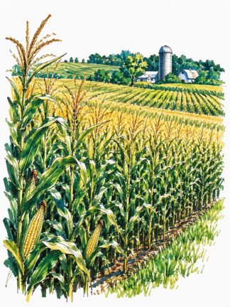 Original Corn field in Hazel Dell Township Iowa USA Drawing