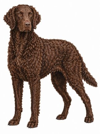 Original Curly Coated Retriever Dog Drawing