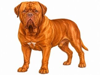 Original Dogue de Bordeaux Dog Drawing